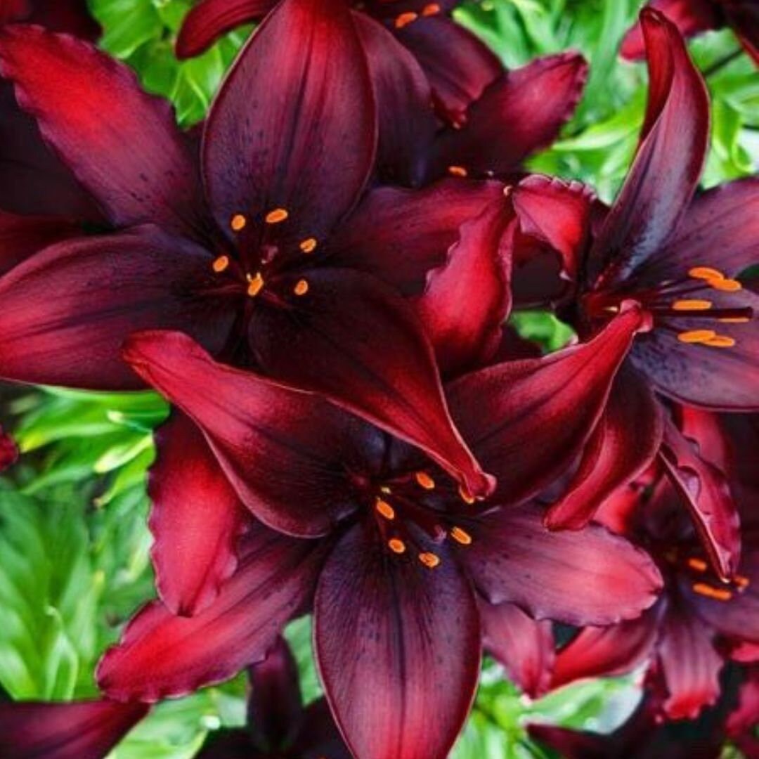 2 Red Lily Bulbsblacklist Asiatic Lily Live Flower Bulbs Etsy