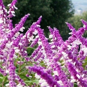 Salvia leucantha - mexican bush sage - live starter plant ship in pot