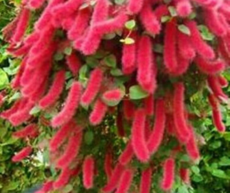 Acalypha Pendula CHENILLE Plantchenille Firetail Plant Cat Etsy