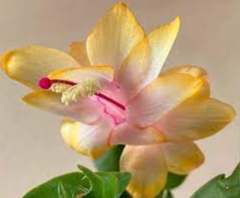 Yellow Christmas Cactus Plant Zygocactus live Starter Etsy