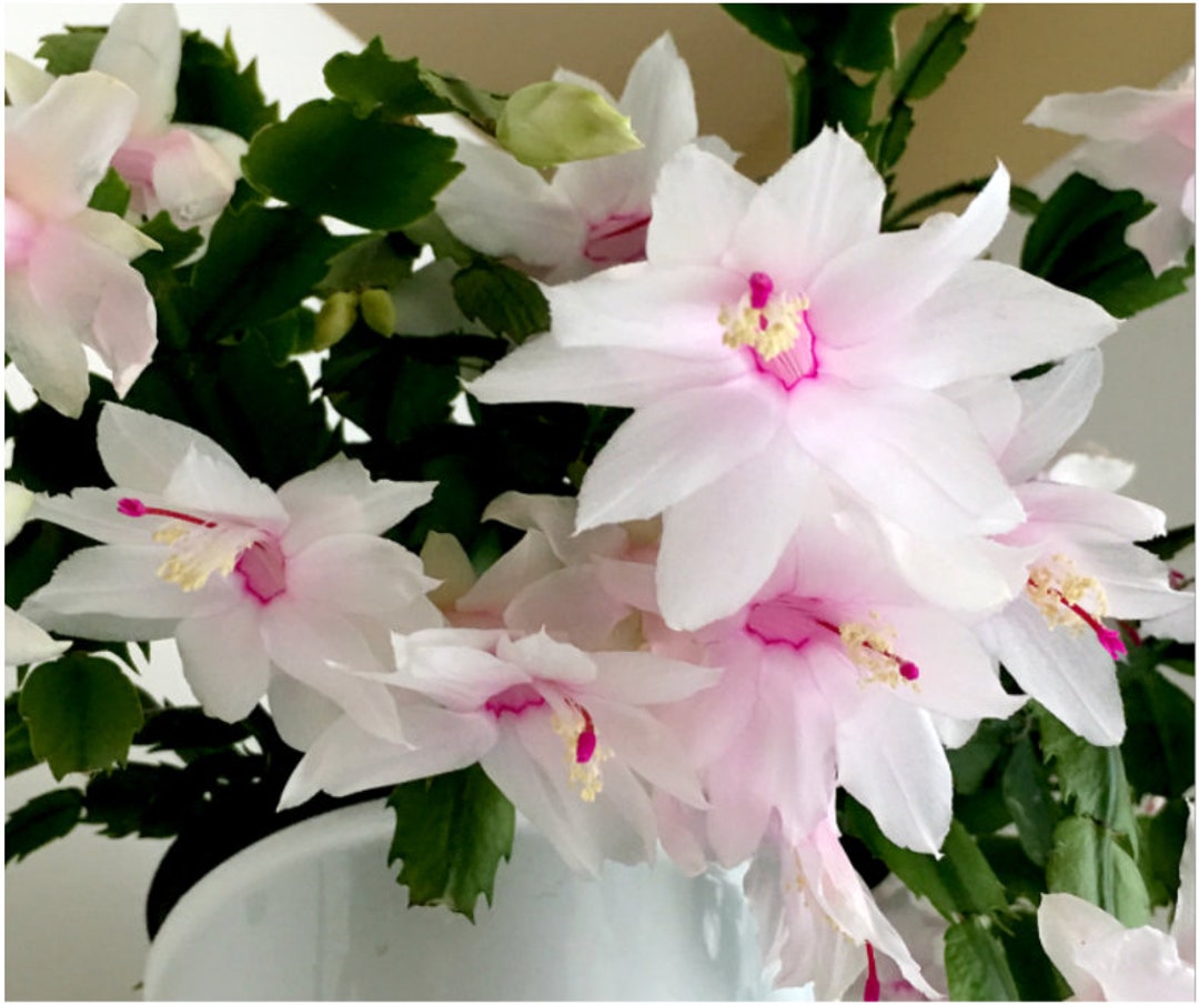 White Christmas Cactus Plant Zygocactus live Starter Plantships in Pot White Christmas Cactus