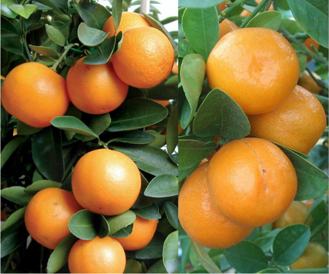 Meiwa Kumquat Tree Live Plants Kumquat Trees Live Plants CITRUS Plants