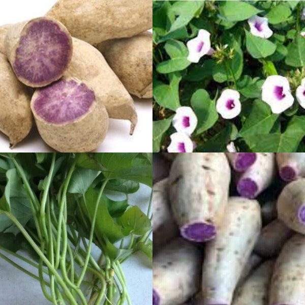 Okinawan Sweet Potato Slips Etsy