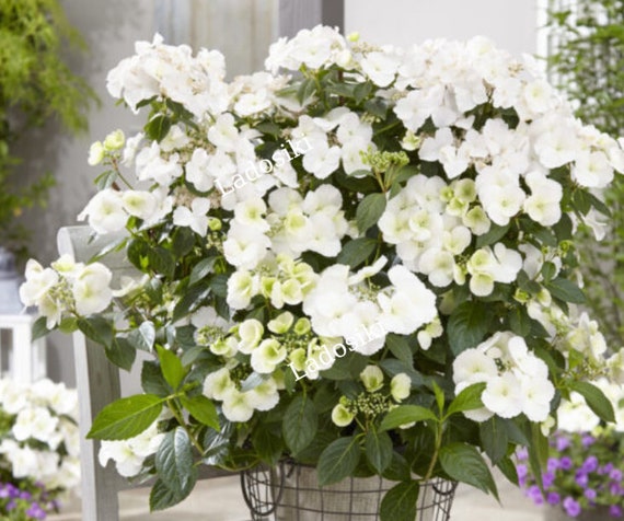 Image of Hydrangea Fairytrail Bride in a vase