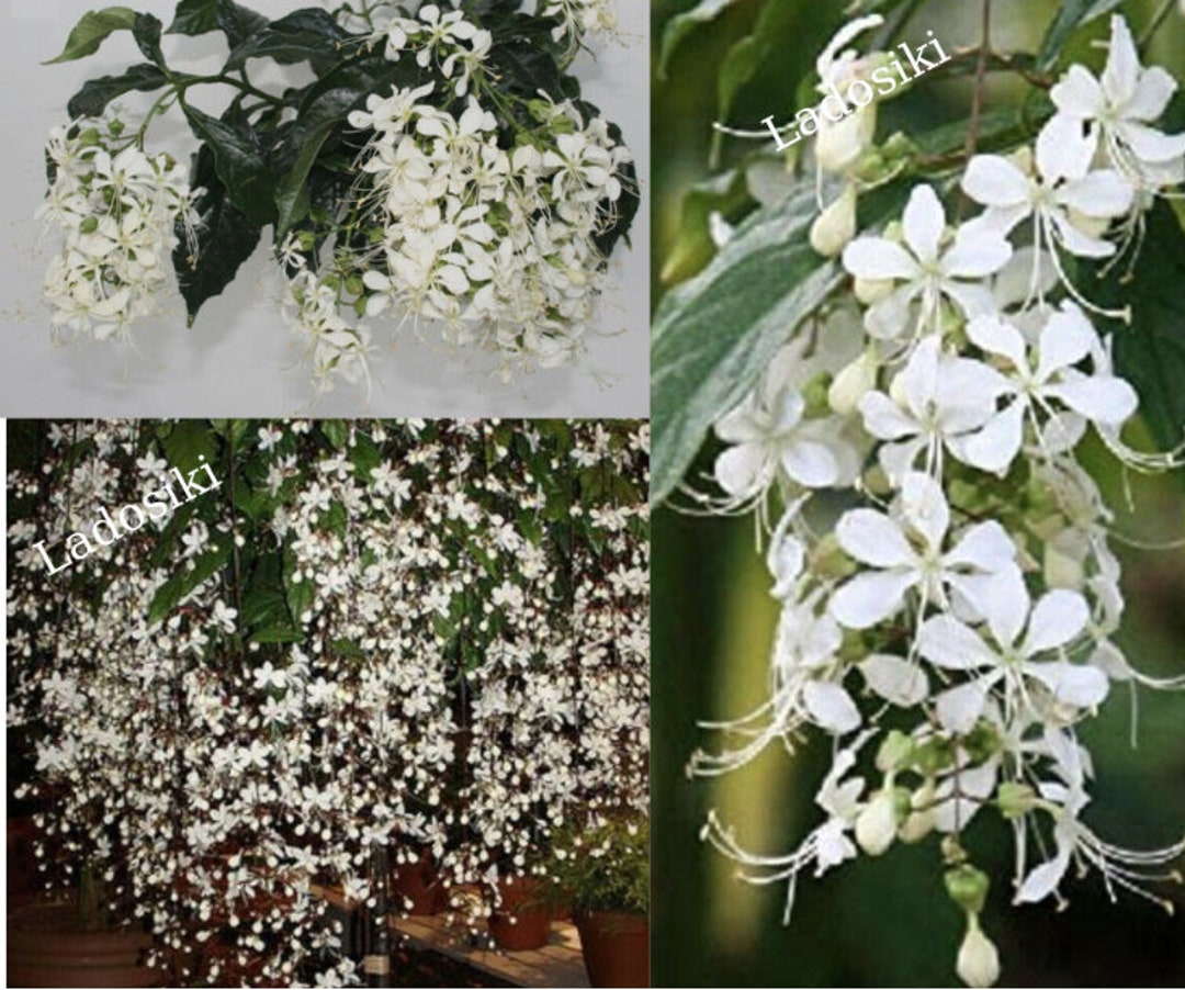 Clerodendrum Wallichiibridal Veilstarter Live Plant Rarewhite Blooms