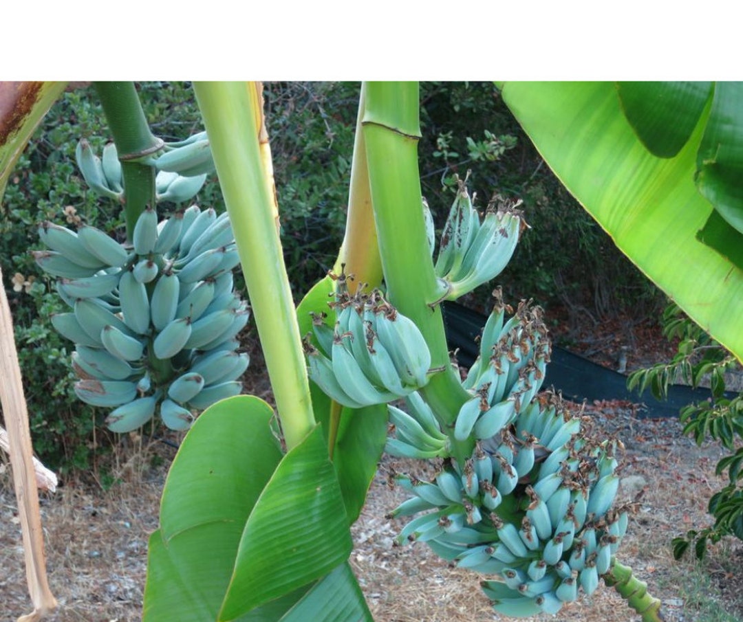 Ice Cream Vanilla Banana Tree, Blue Java Banana, Livebananafruitplant