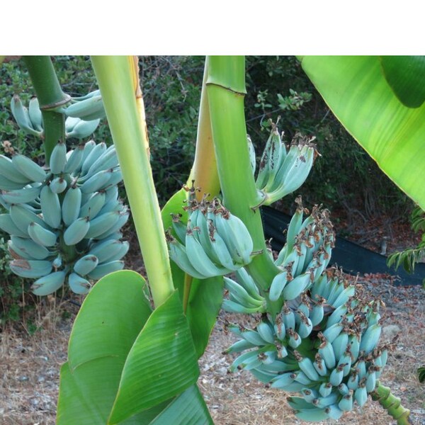 Ice Cream Banana Tree Etsy