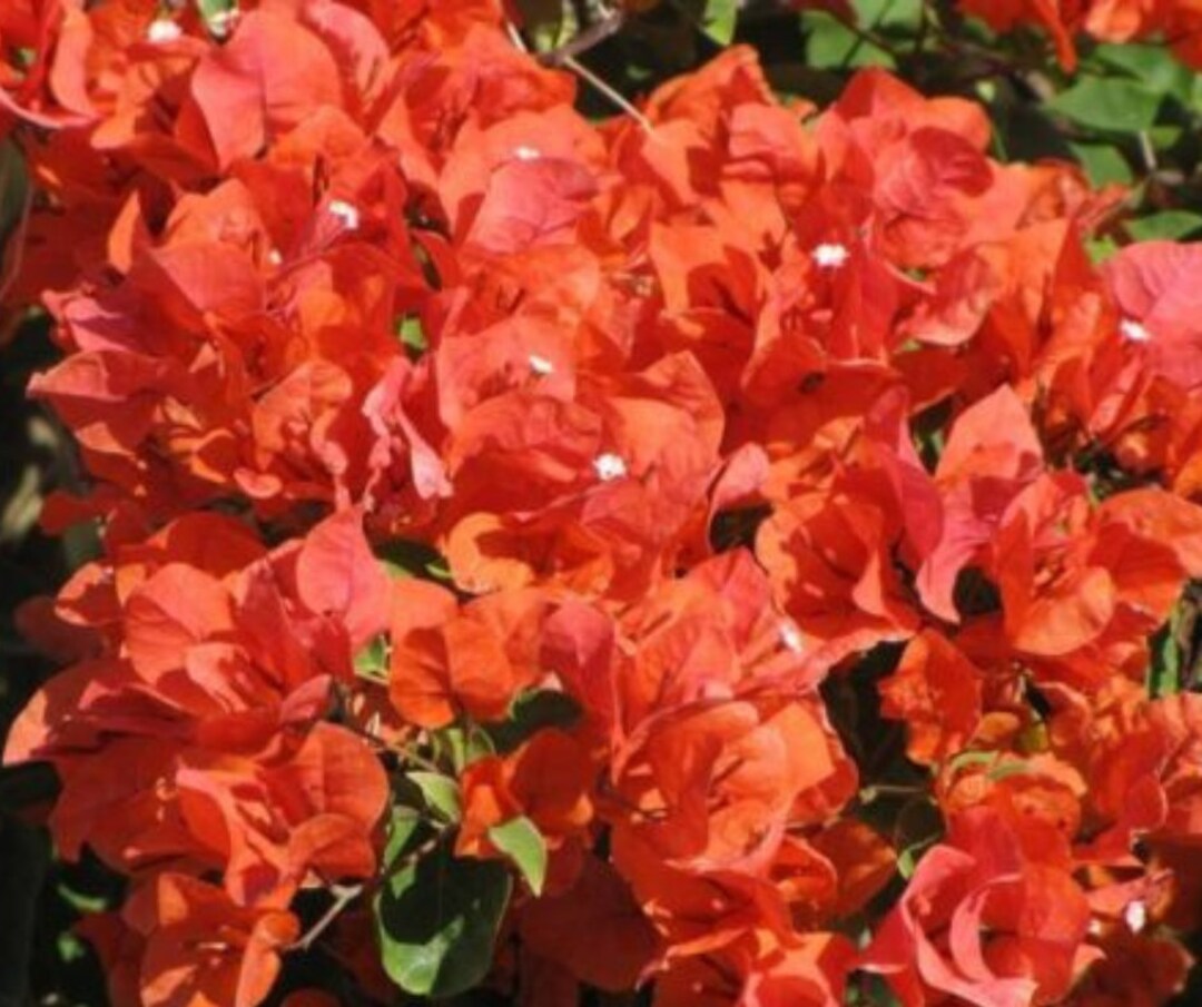 Orange Bougainvillea Starter Plant 'flame' Live Etsy
