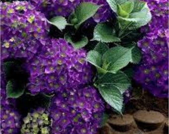 Violet Crown Hydrangea, Rooted Starter Plant, ship in pot - Dormant