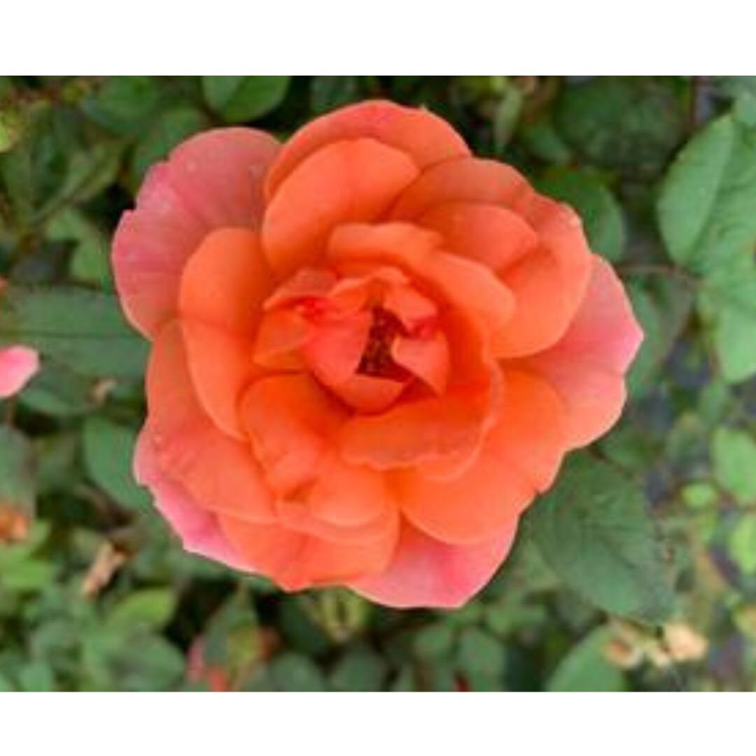 Orange Pink Rose Coral Knockout Rose Live Starter Plant Etsy