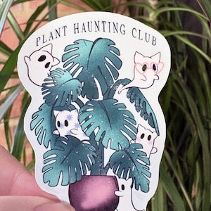 Monstera White Ghost - Etsy