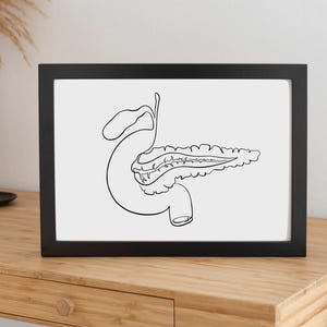 Pancreas Anatomy Art, Medical Office Wall Decor, One Line Drawing Human ...