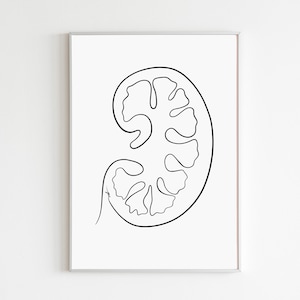 Stampa artistica del rene Urologia stampabile Wall Art Opera d&#39;arte renale Nieren Poster Urologie Digitales Kunstwerk Minimalistisch Digitaldruke