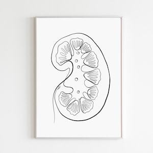 Stampa artistica sui reni, poster di nefrologia per ufficio di urologia, Niere Kunst, regalo per urologo