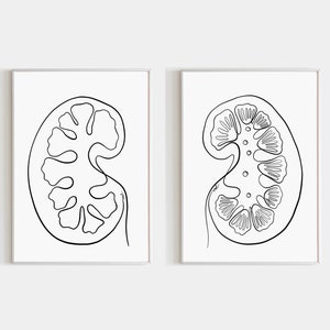 Kidney Anatomy Art Set of 2 Prints Urology Wall Art Printable Nieren Poster Set Urologie Kunst Bilderset Digitales Kunstwerk