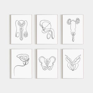 Könnte beinhalten: Sechs minimalistische Kunstdrucke von männlichen und weiblichen Fortpflanzungs- und Harnsystemen. Jeder Druck zeigt eine schwarze Strichzeichnung auf weißem Hintergrund, die anatomische Strukturen darstellt. Die Drucke sind in einem Raster angeordnet.