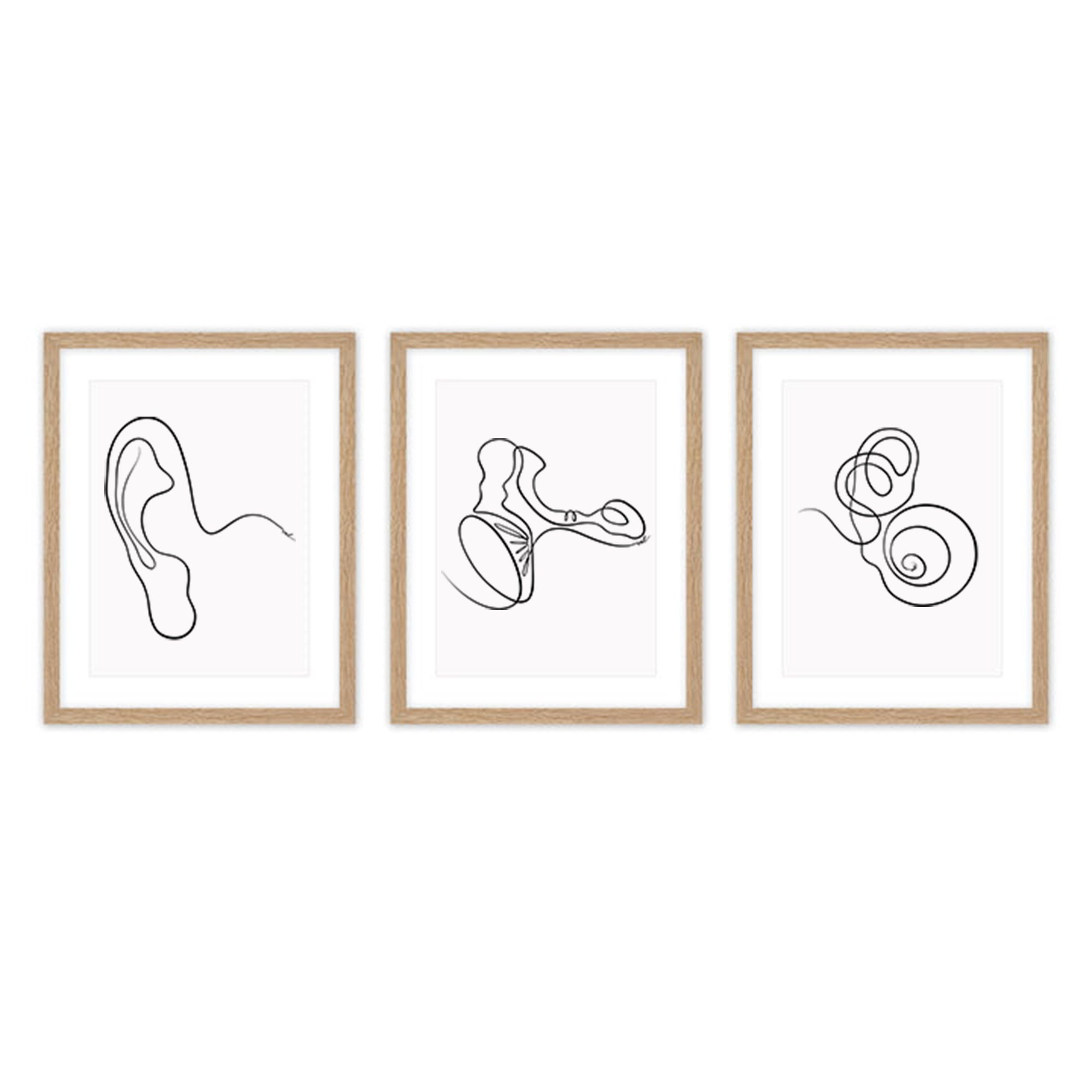 Ear Anatomy Art Print Audiology Set of 3 Outer Middle and Inner Ear Art ...