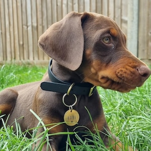 May include: A brown and tan puppy wearing a black leather collar with a gold dog tag that says "KOBE" with a paw print.