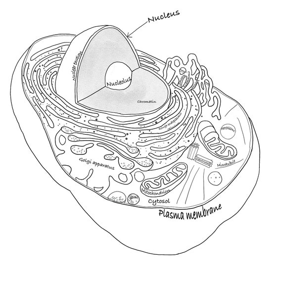 Cell Skin And Bone Anatomy Coloring Pages Etsy