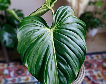 Rare Philodendron Crassinervium Collector S Plant Etsy
