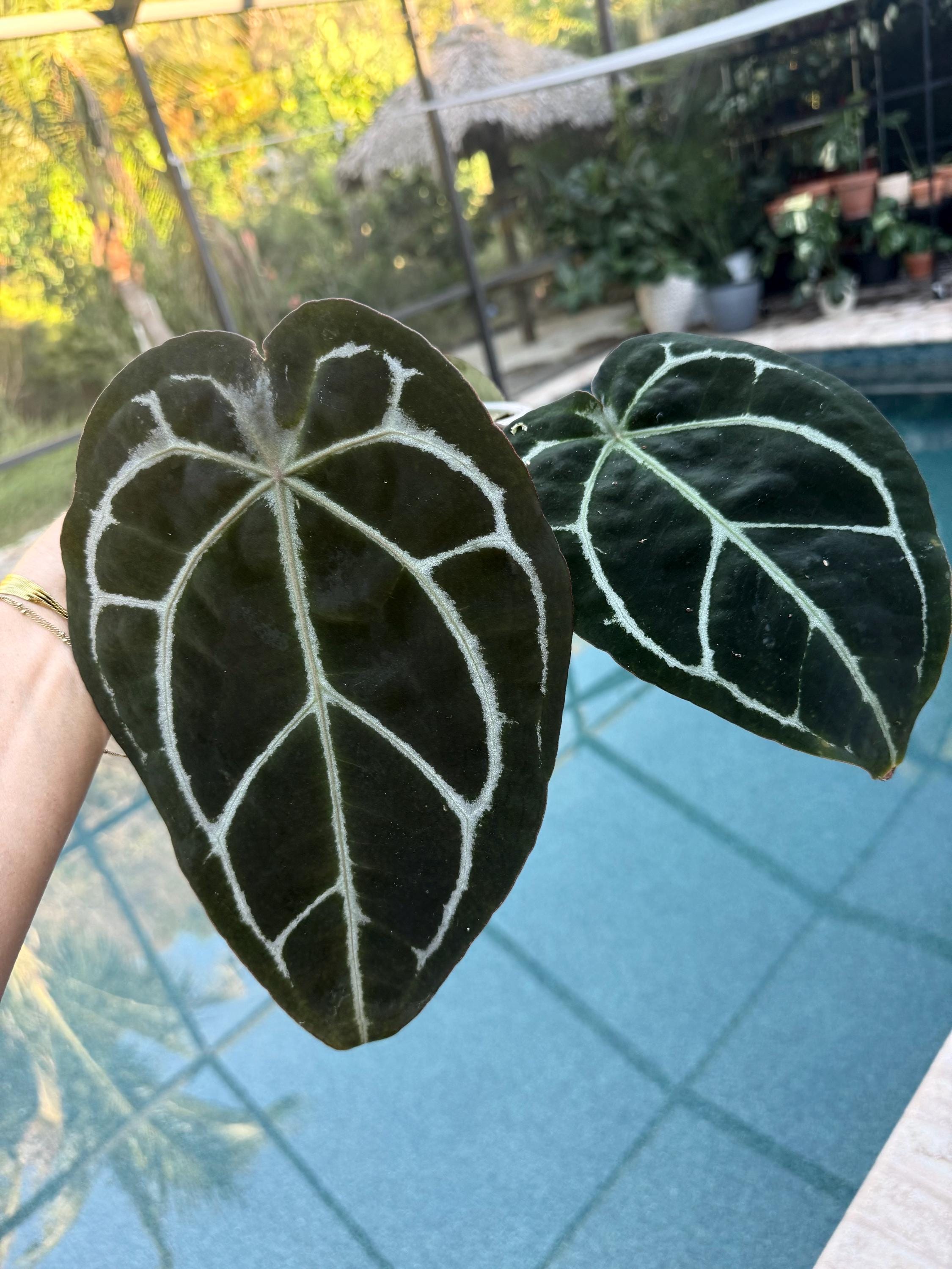 Anthurium Michelle X Zara Doc Block - Etsy