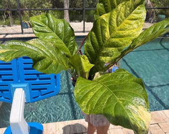 Anthurium Hookeri variegated actual plant free shipping us seller