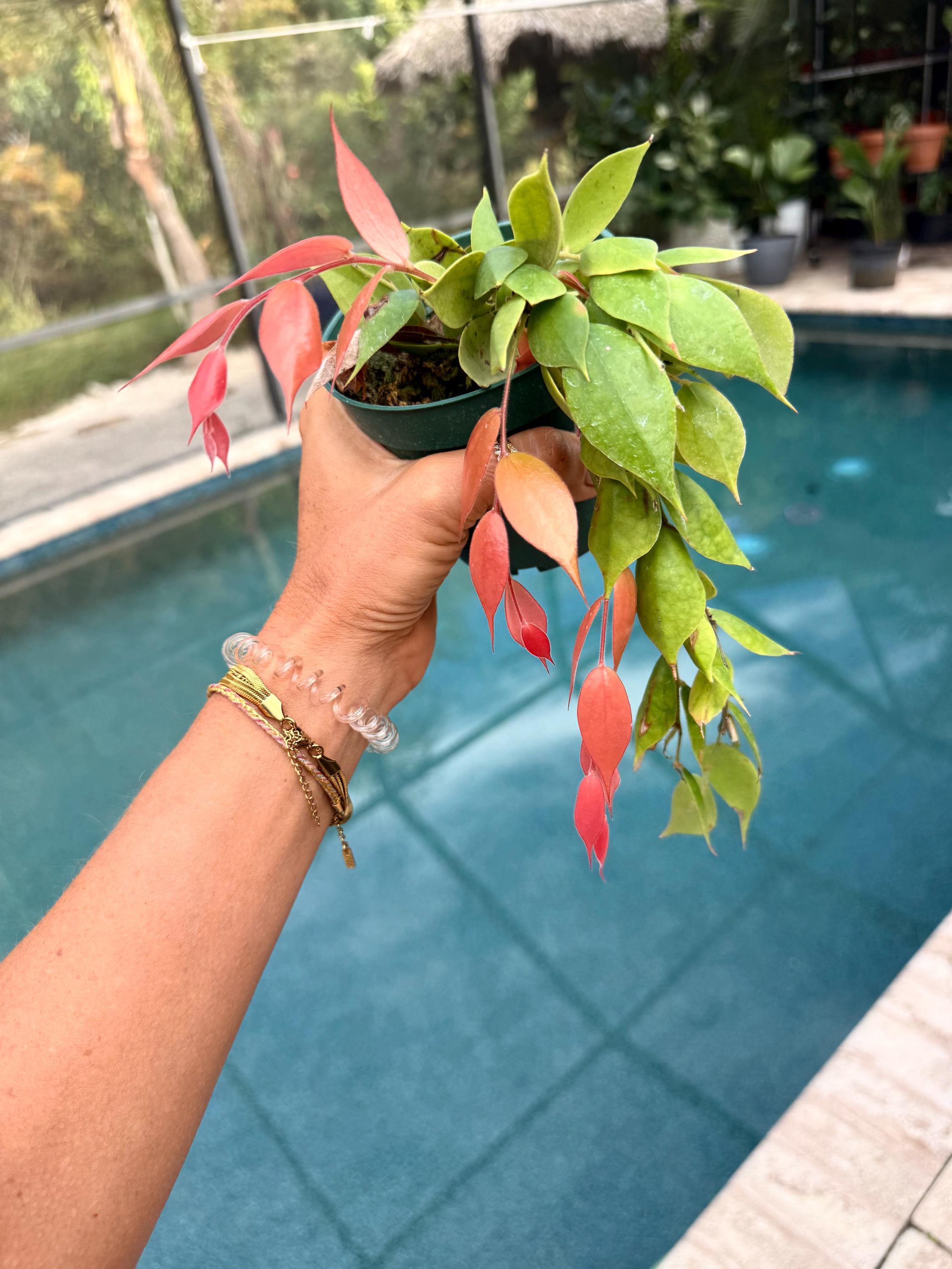 Ceratostema Gualaquizensis Actual Plant Free Shipping - Etsy