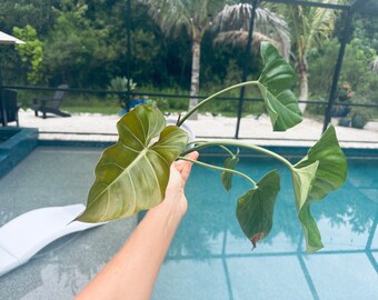 philodendron summer glory free shipping