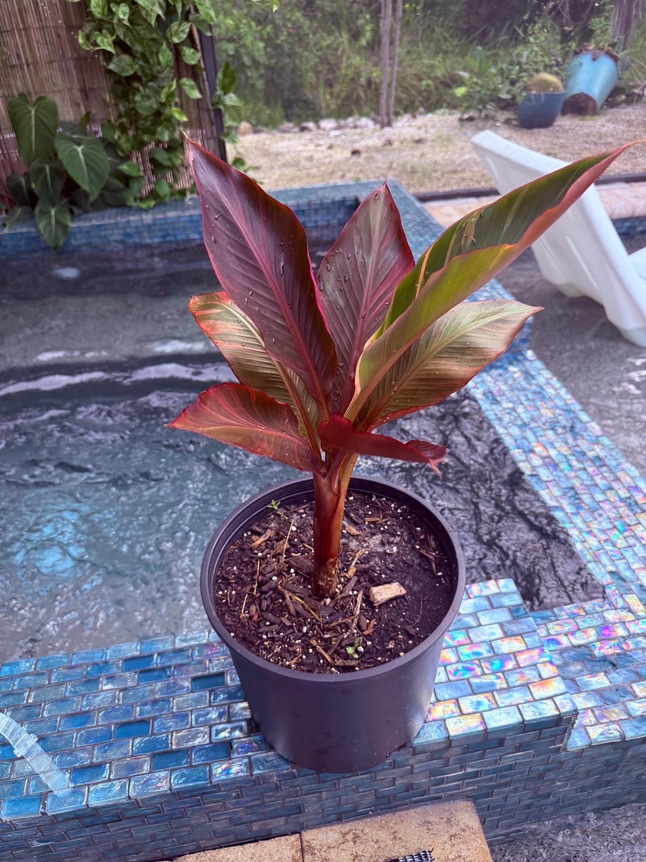 Musa Nono Pink Banana - Etsy