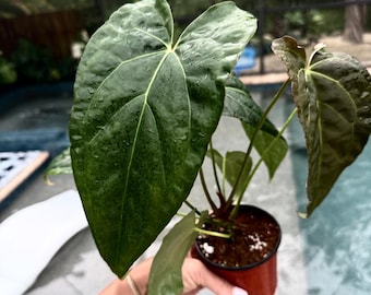 Anthurium Red Crystal X Crystallinum actual plant free shipping