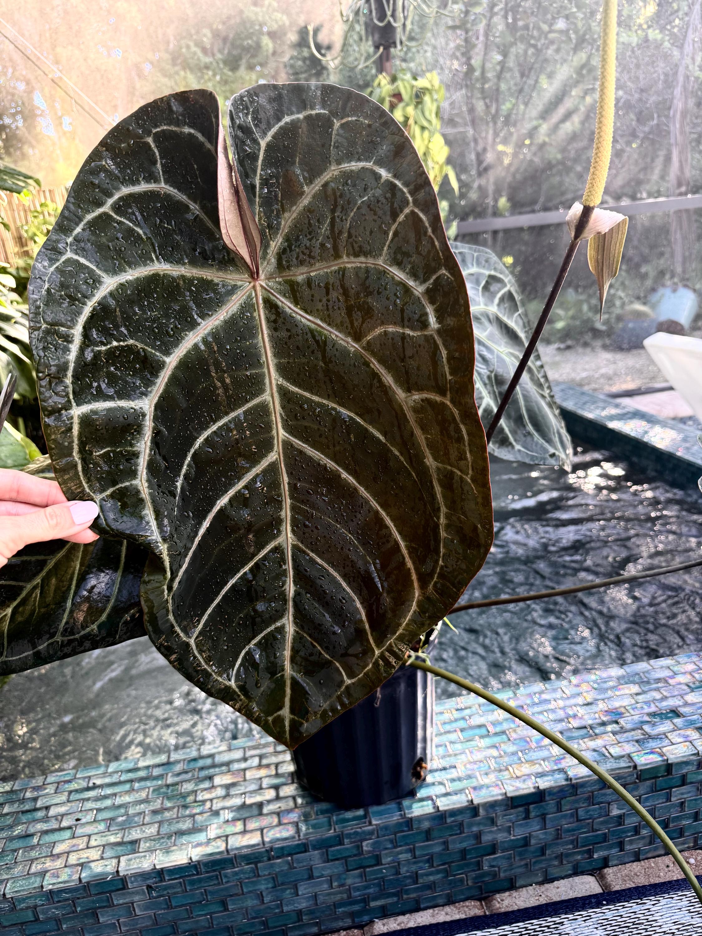 Anthurium Skg Silver - Etsy