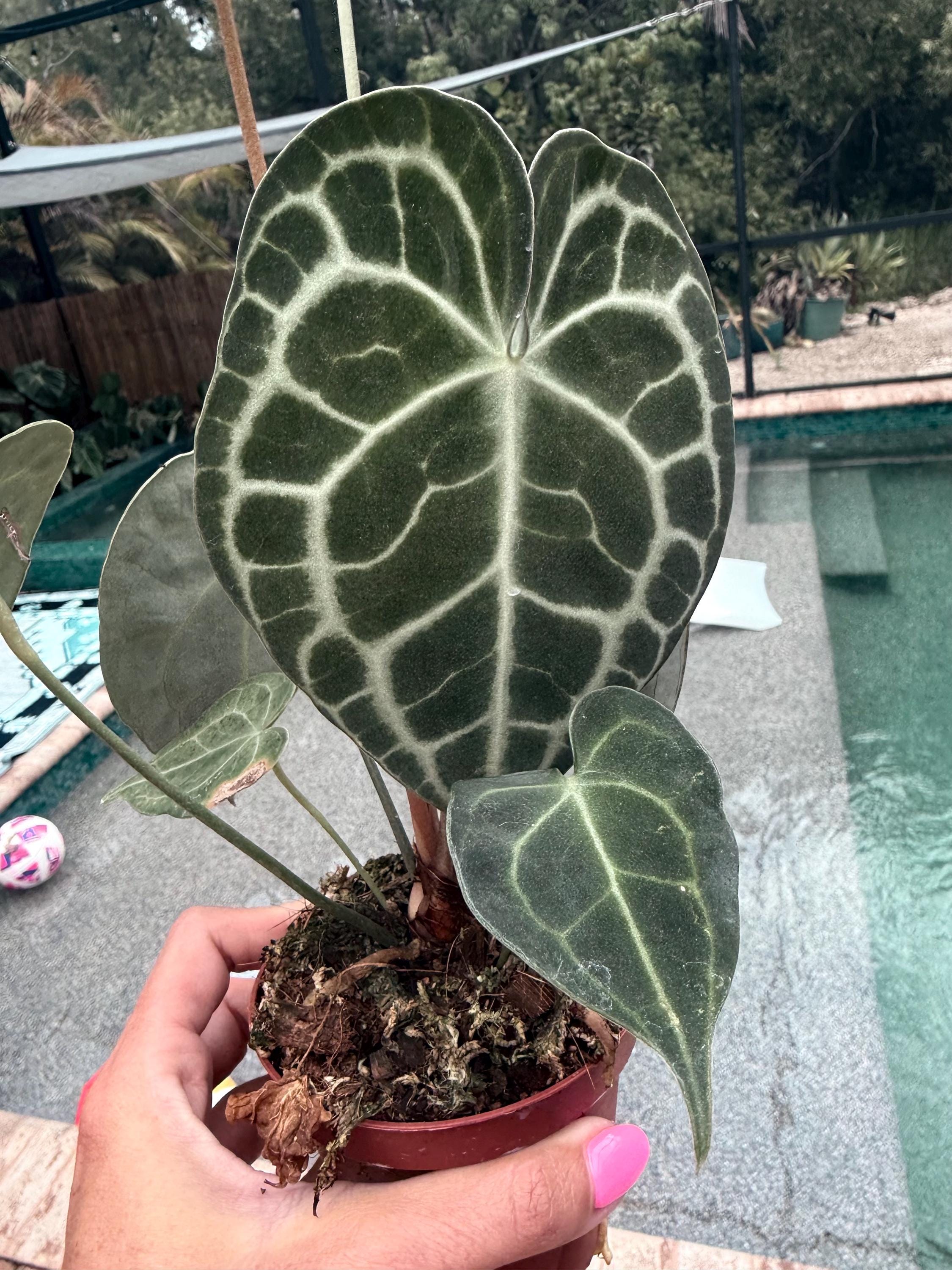 Philodendron Clarinervium - Etsy