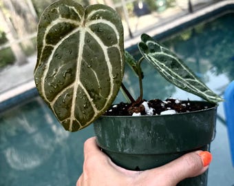 Anthurium Michelle X SKG Silver 4” - US SELLER - Etsy