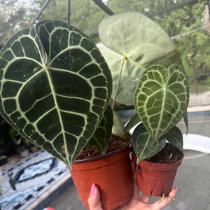 Anthurium King Clarinervium Large Size Growers Choice Free