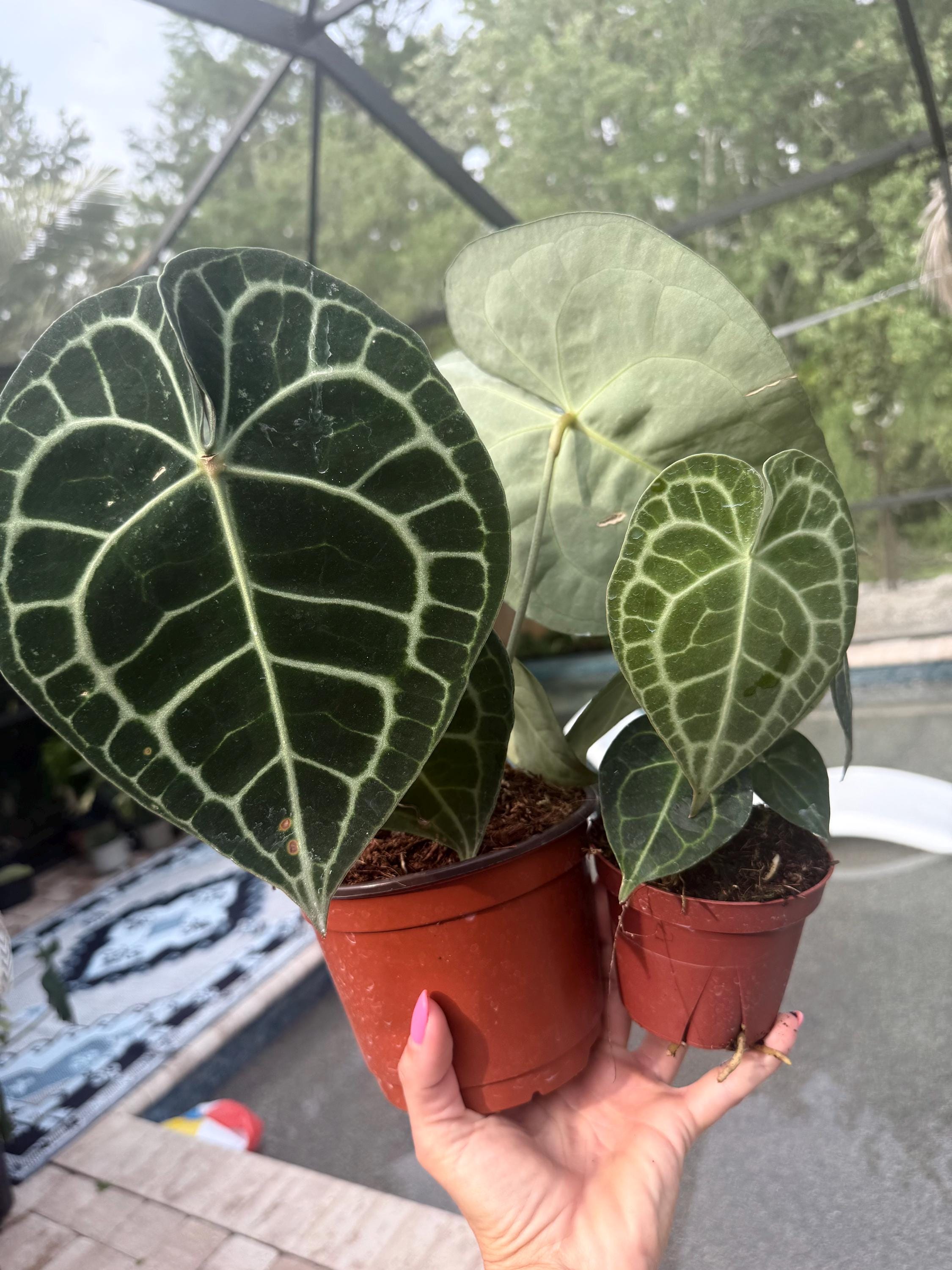 Anthurium King Clarinervium Large Size Growers Choice Free Shipping - Etsy