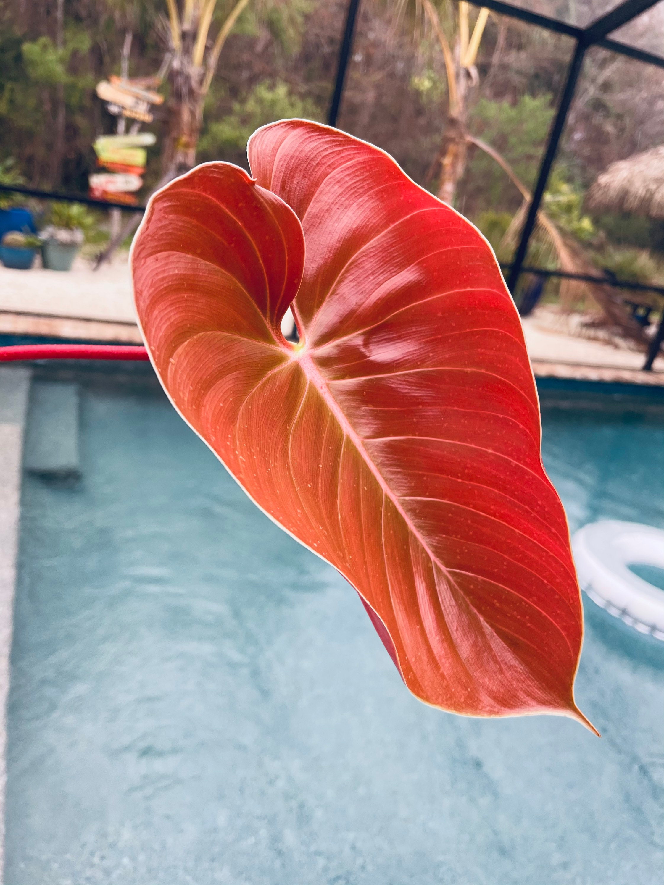philodendron dark Philodendron Dark Lord Care & Growing Info