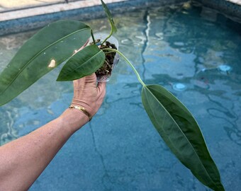 anthurium gigi Anthurium Gigi Dreams Plant  ASHIYANA STORE