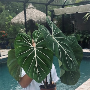 philodendron gloriosum dark form XL SIZE growers choice free shipping