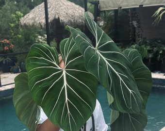 philodendron gloriosum dark form XL SIZE growers choice free shipping