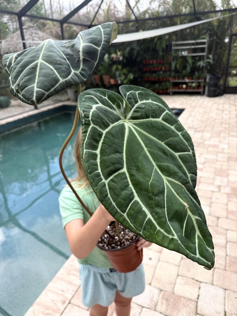 Puede incluir: Planta de Anthurium verde oscuro con prominentes vetas blancas. La planta est&aacute; en una maceta marr&oacute;n. Las hojas en forma de coraz&oacute;n tienen una textura aterciopelada. El fondo incluye una piscina y otras plantas.