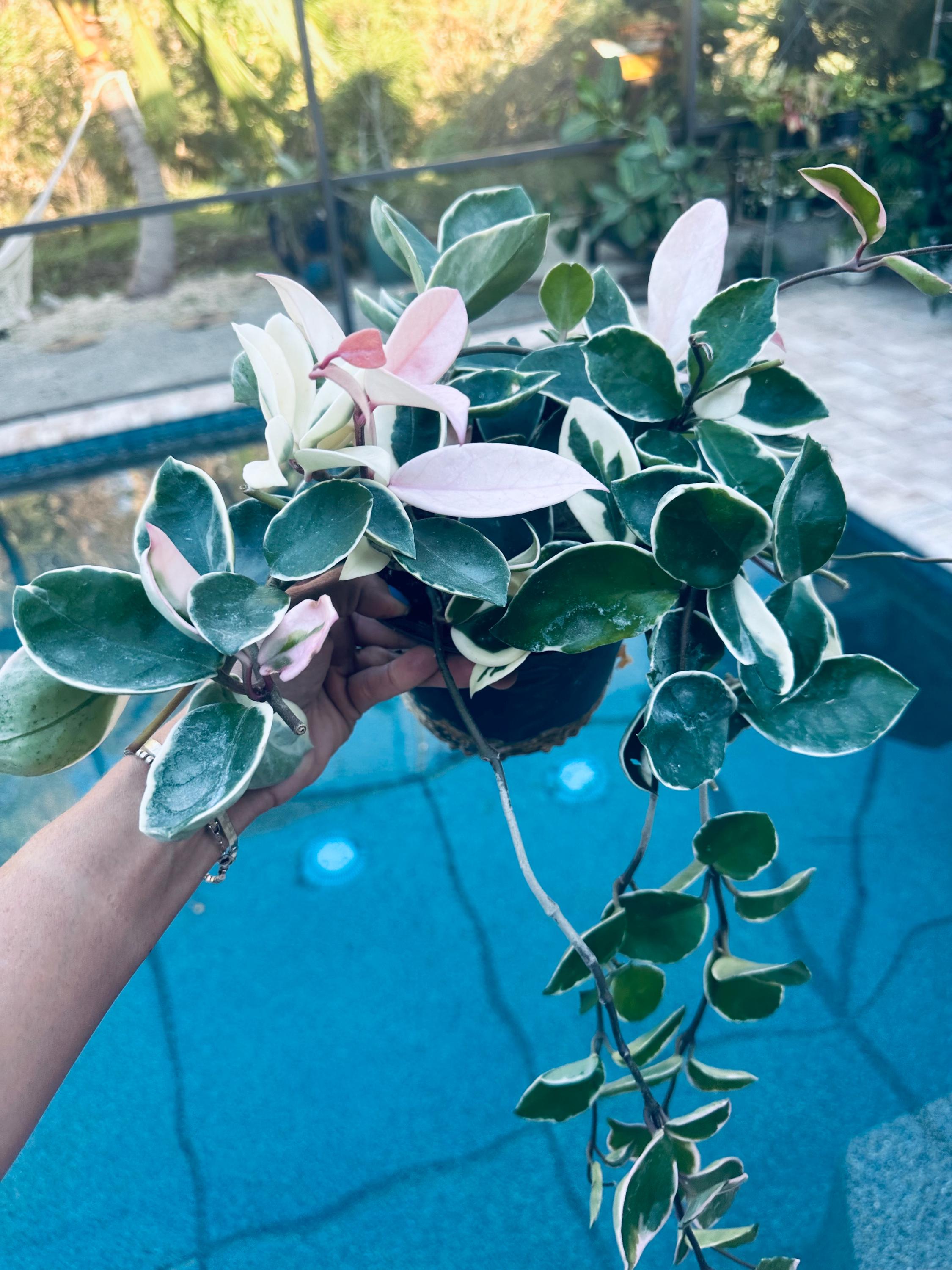 Hoya Crimson Queen 6” Free Shipping - Etsy