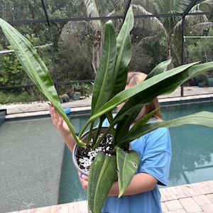 Philodendron  Martianum ‘fat boy’ XL actual plant free shipping