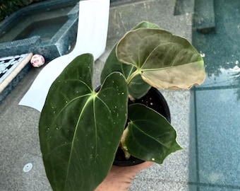 Anthurium Papillilaminum x Dressleri actual plant dark free shipping