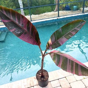Banana Philodendron - Etsy