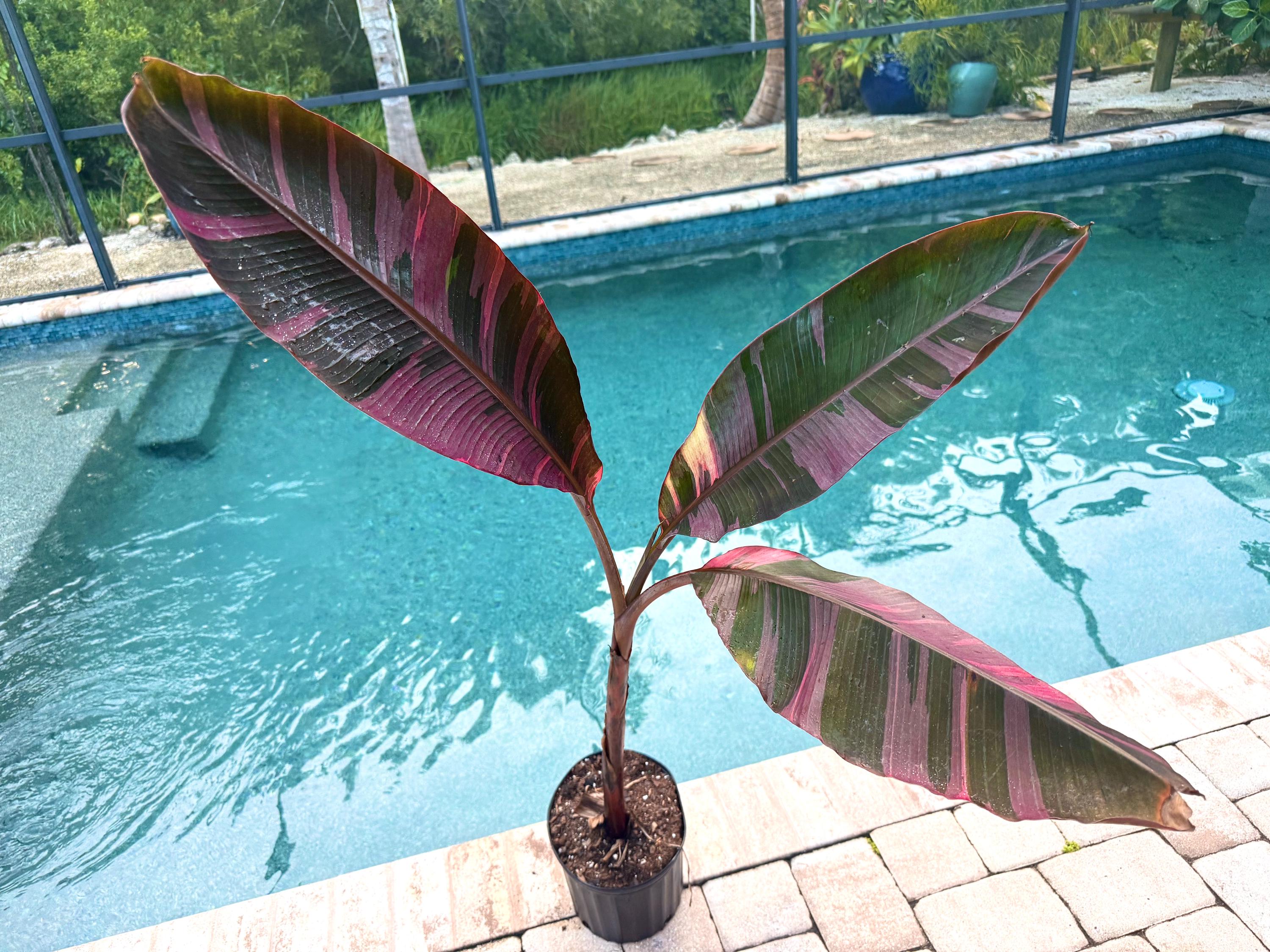 Musa Pink Nono Banana - Etsy