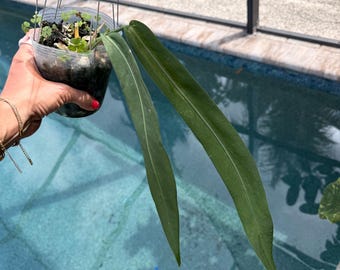 Anthurium pallidiflorium plant actual plant large free shipping
