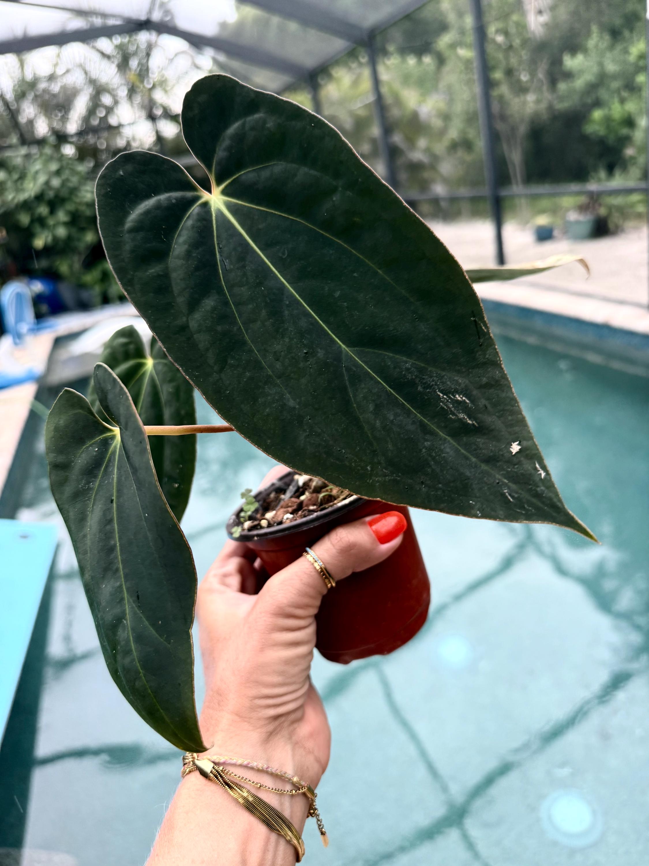 Anthurium Red Vein Dark Phoenix Clone Actual Plant Dark Free
