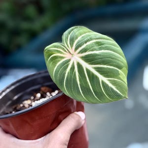 extra large monstera plant for sale Extra Wide Artificial Monstera Plant main image 1