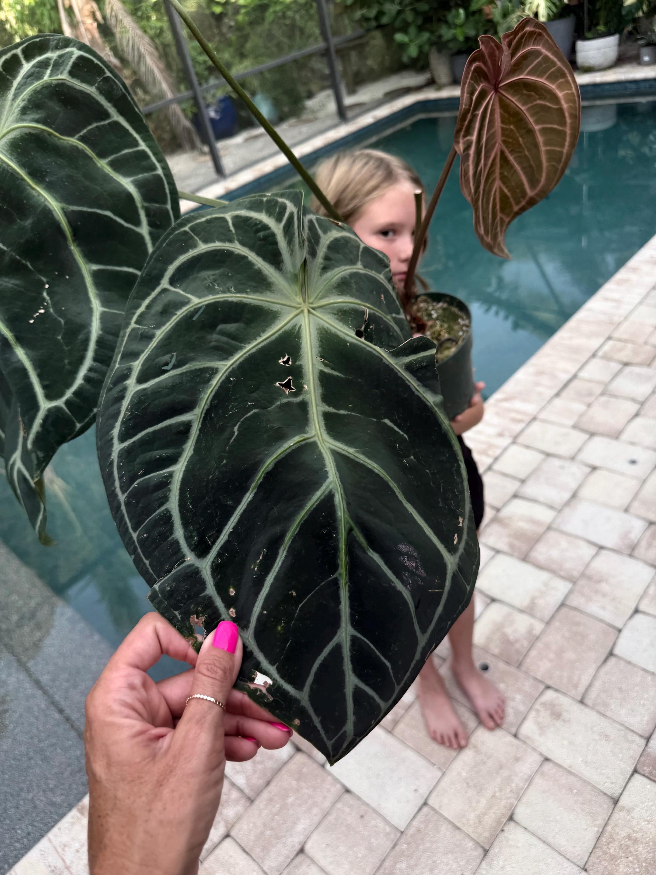 Anthurium Crystallinum Black - Etsy