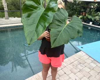 Philodendron giganteum maduro, planta exacta, envío gratis